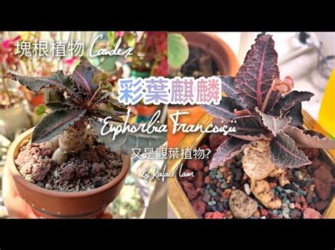 柳葉麒麟照顧|【柳葉麒麟照顧】養出爆毛小獅子！柳葉麒麟照顧全攻略：新手也。